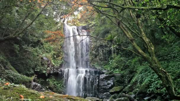 Cascada con bonito árbol de arce — Vídeos de Stock