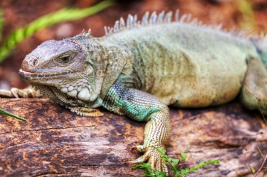 Gergedan Iguana (Cyclura cornuta)