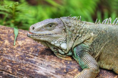 Gergedan Iguana (Cyclura cornuta)