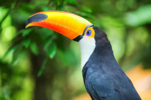 Kleurrijke tucan in de volière — Stockfoto