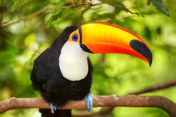 Tucano colorato nella voliera — Foto Stock