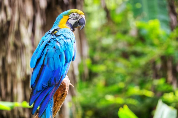 Colorfulmacaw — Fotografia de Stock