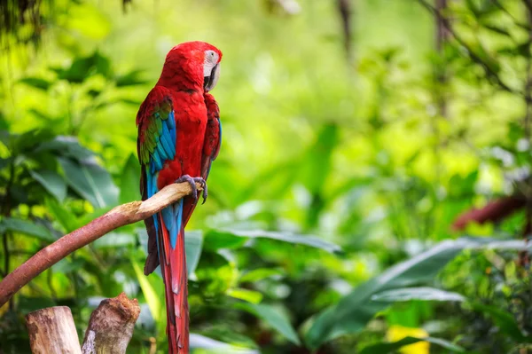 Colorfulmacaw — Fotografia de Stock