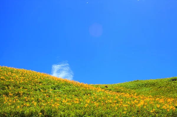 黄花菜在六十石山在台湾 — 图库照片