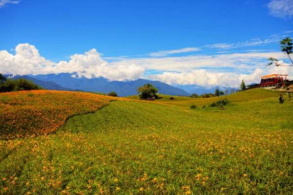 黄花菜在六十石山在台湾 — 图库照片