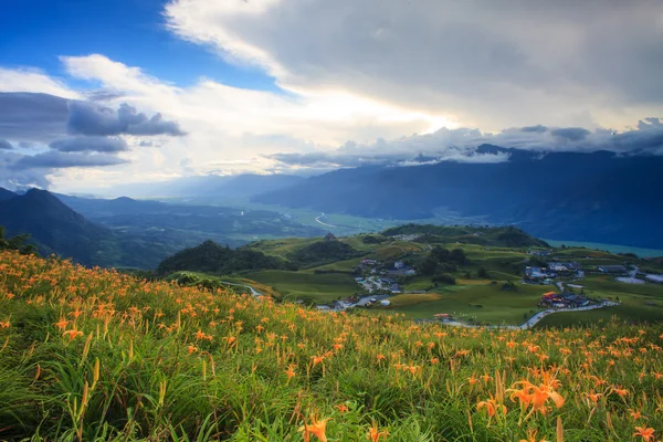 Daylily flower at sixty Stone Mountain in Taiwan — Stock Photo, Image