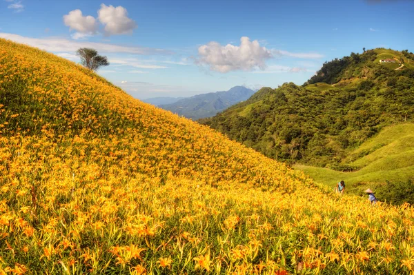 Taglilie blüht auf sechzig Steinberg in Taiwan — Stockfoto