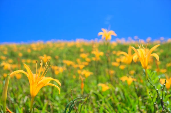Цветок дайлили на шестидесяти Каменных горах на Тайване — стоковое фото