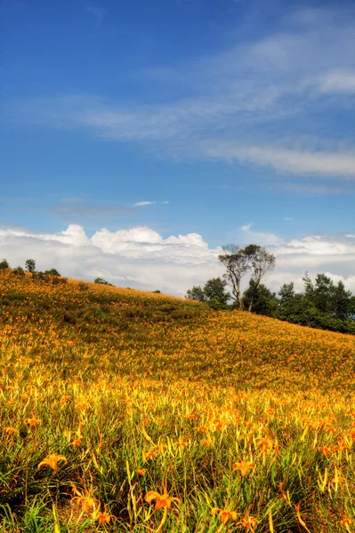 Daylily flor em sessenta Stone Mountain em Taiwan — Fotografia de Stock