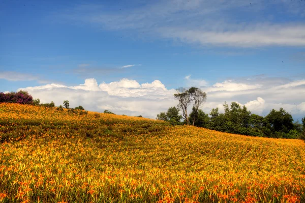 Daglelies bloem op zestig Stone Mountain in Taiwan — Stockfoto