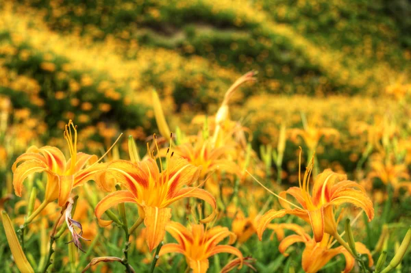 Daylily flower at sixty Stone Mountain in Taiwan — Stock Photo, Image