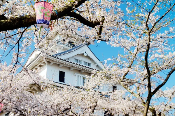 Blossoming cherry trees — Stock Photo, Image