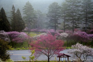 güzel sakura merdivenleri