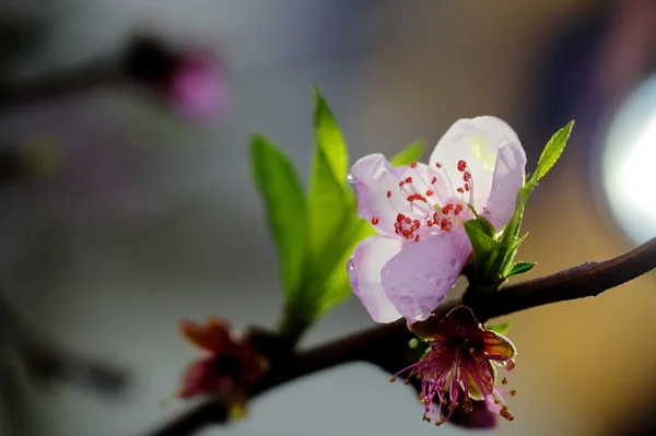 春の桃の花 — ストック写真