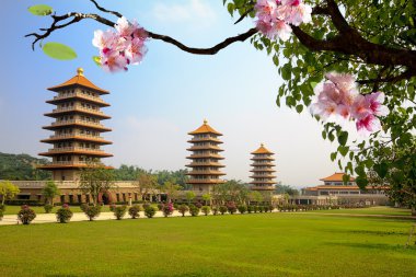 güzel Japon kiraz çiçeklenme