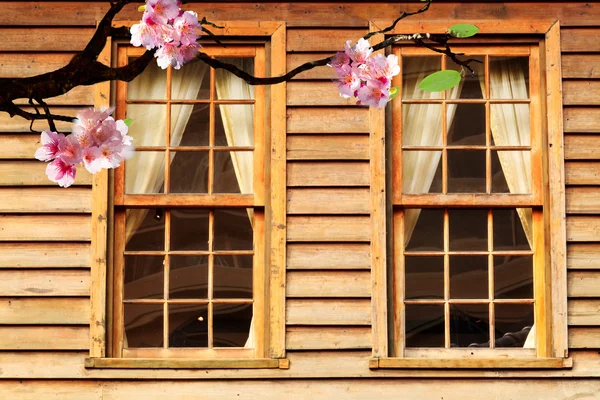 Красивая цветущая японская вишня — стоковое фото