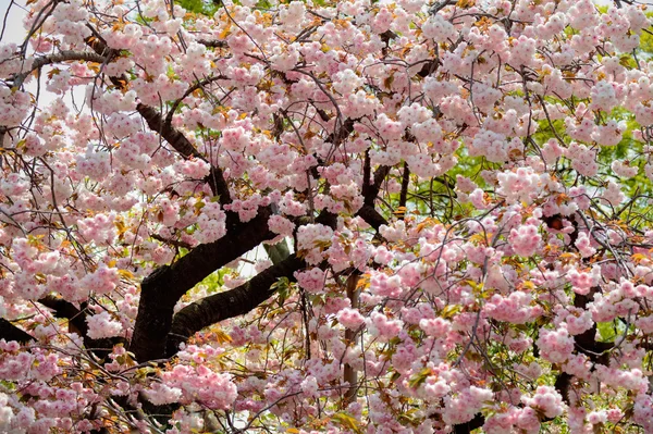 Sakura yang cantik — Stok Foto