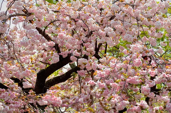 Bela Sakura — Fotografia de Stock