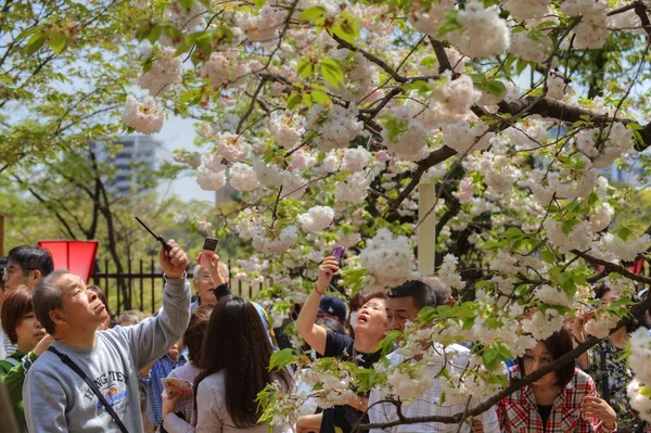 Schöne Sakura — Stockfoto