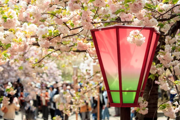 Schöne Sakura — Stockfoto