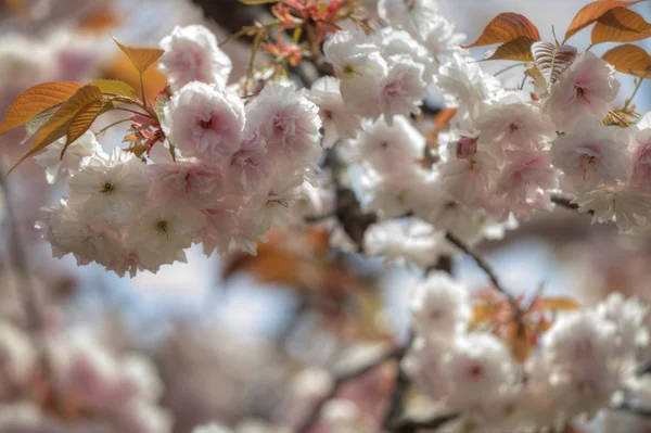 Piękny sakura — Zdjęcie stockowe