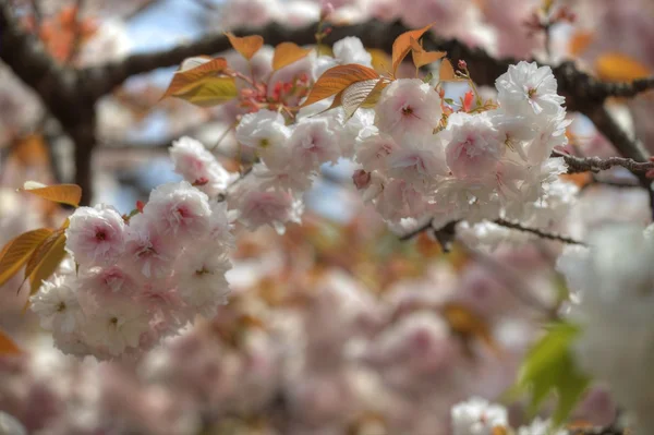 Bela Sakura — Fotografia de Stock