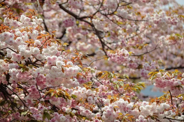 Mooie sakura — Stockfoto