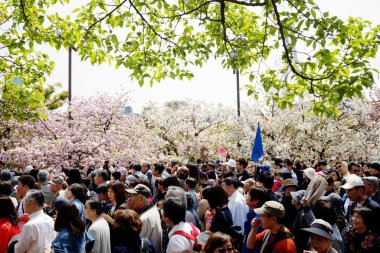 güzel sakura