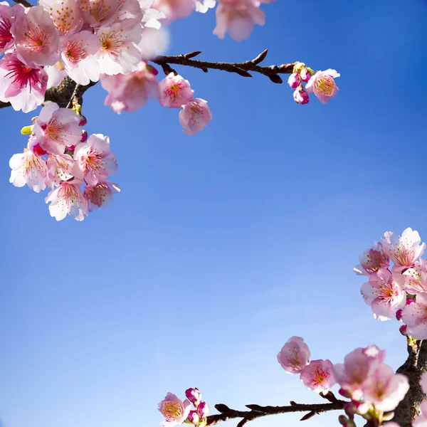Beautiful sakura — Stock Photo, Image