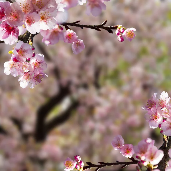 Beautiful sakura — Stock Photo, Image