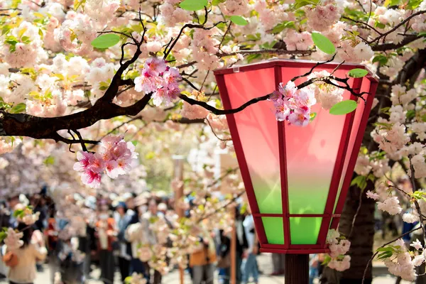 Krásné sakura — Stock fotografie