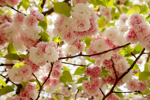 Hermosa Sakura — Foto de Stock
