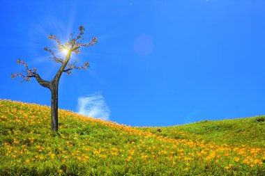 Sakura güzel çiçek şube