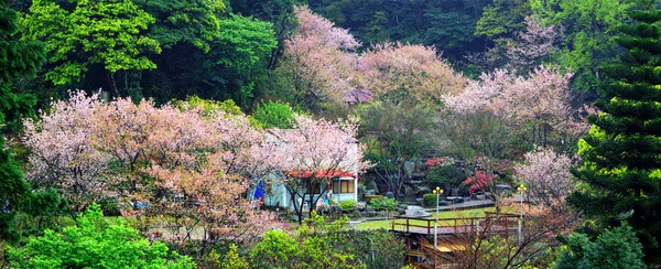 在台湾的美丽樱花园 图库图片