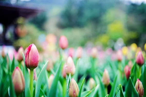 Красивий тюльпан з боке — стокове фото