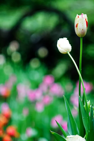 Beautiful tulip with bokeh — Stock Photo, Image