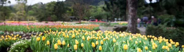 Beautiful tulip place — Stock Photo, Image