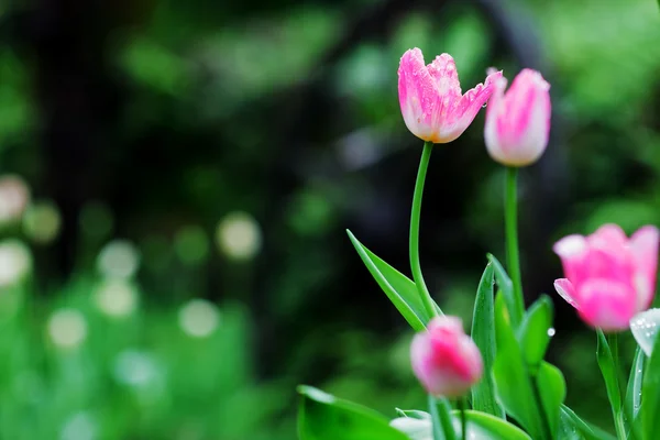 Belle tulipe avec bokeh — Photo