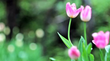 bokeh ile güzel Lale