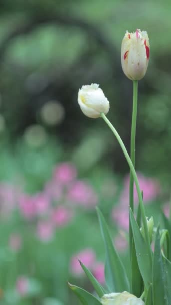 Piękny tulipan z bokeh — Wideo stockowe