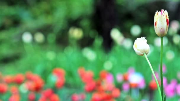 Hermoso tulipán con bokeh — Vídeos de Stock
