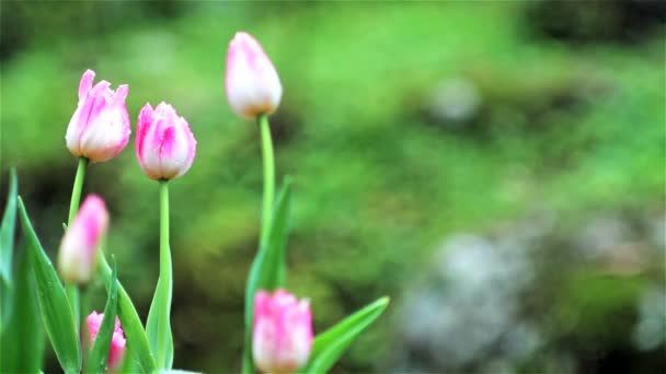 Beautiful tulip with bokeh — Stock Video