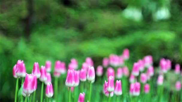 Schöne Tulpe mit Bokeh — Stockvideo