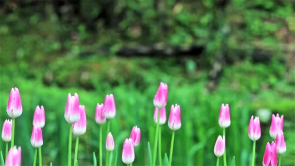 Schöne Tulpe mit Bokeh — Stockvideo