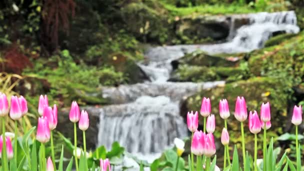 Schöne Tulpe mit Bokeh — Stockvideo