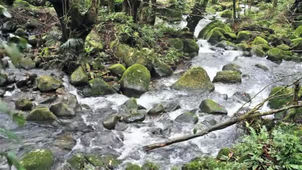 Fluyendo arroyo de montaña — Vídeo de stock