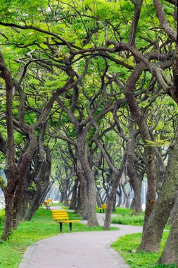 Sandalyeli yeşil ağaç yolu takip ediyor