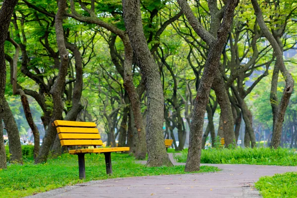 Sandalyeli yeşil ağaç yolu takip ediyor — Stok fotoğraf