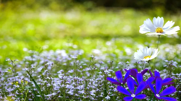 菊花，菊花 图库照片