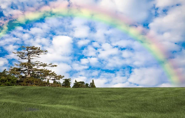 Immagine di sfondo del campo di erba lussureggiante — Foto Stock